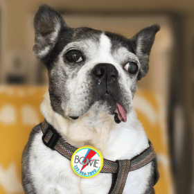 Bowie Ziggy Stardust Tag- Silent, Eco-Friendly, Ringless ID Tag (Base Color: Green Ecoplastic, size: large)